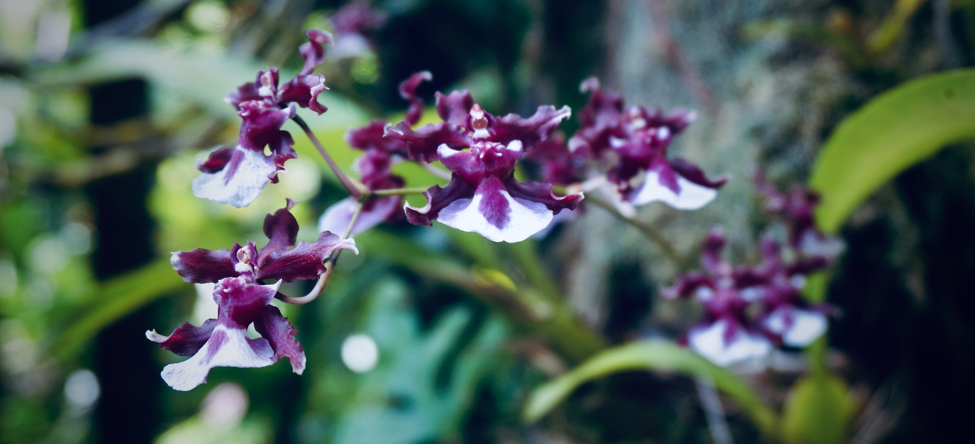 Purple orchids