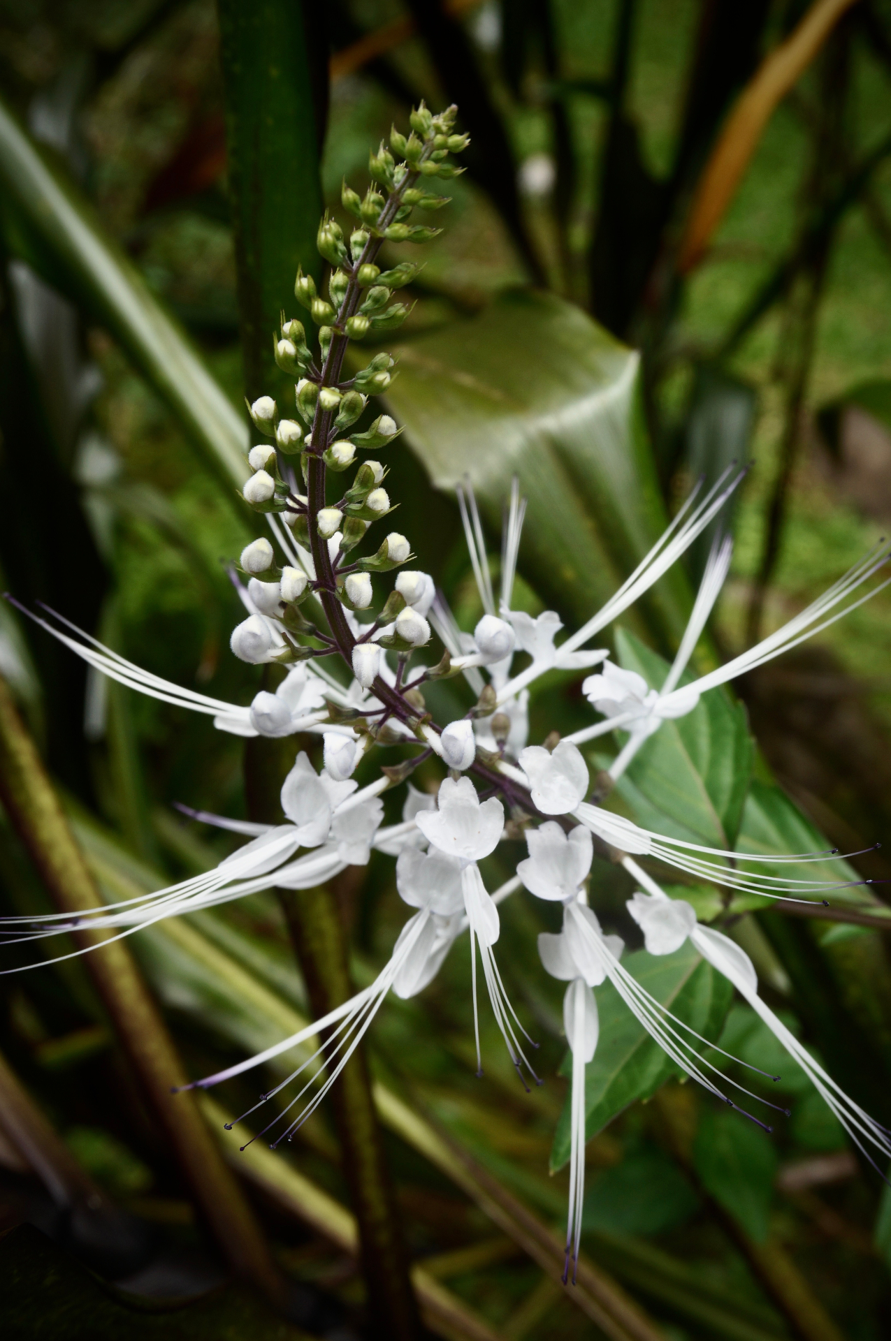 White star blossom